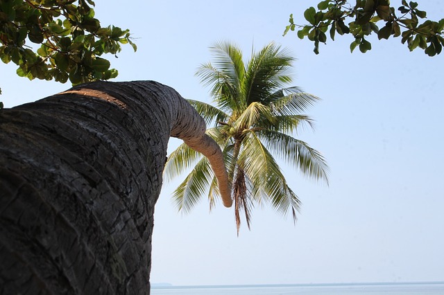 Vysoký kokosovník